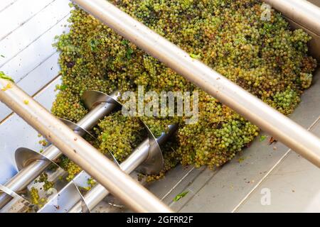 Weiße Traube im Brecher Entstimmer, Weinbereitung Stockfoto