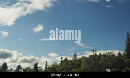 Baumgrenze Ansicht des einheimischen Waldes in Orakei Korako Geothermie Park, Taupo, NZ Stockfoto