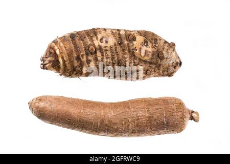 Yuca Und Malanga Essbare Organische Wurzeln; Manihot Esculenta - Colocasia Esculenta Stockfoto