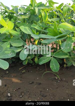 Erdnussfarm, Bio-Farm Landkulturen in Indien mehrere Schichten von Bergen fügen zu diesem organischen und fruchtbaren Ackerland in Indien, Erdnussfeld, Erdnussfeld t Stockfoto