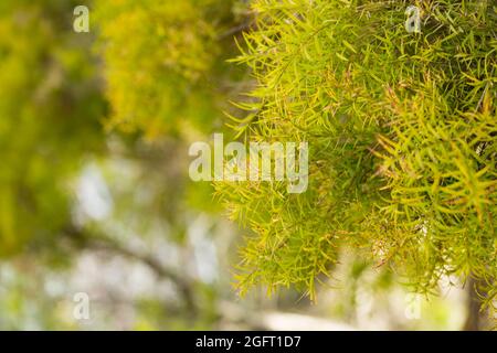 Flachs-leaved Paperbark ist ein Melaleuca Baumarten mit duftenden Blätter Stockfoto