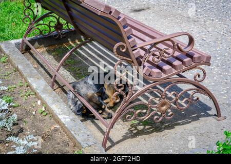 Ein streunender Hund schläft im Schatten unter einer Parkbank Stockfoto