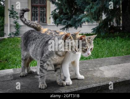 Die beiden streunenden Kätzchen-Brüder kuschelten sich dicht aneinander Stockfoto