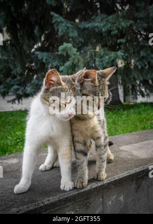 Die beiden streunenden Kätzchen-Brüder kuschelten sich dicht aneinander Stockfoto