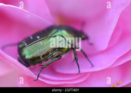 Nahaufnahme von Flower Chafer, der auf einer blühenden Hybrid-Teerose sitzt Stockfoto