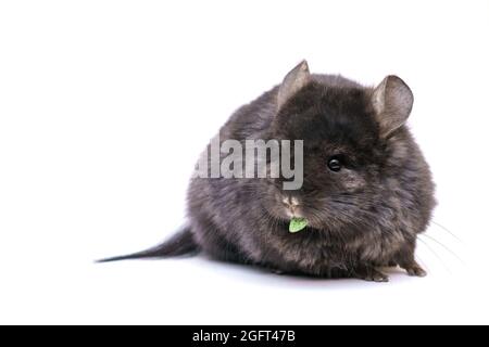 Niedliche graue Chinchilla frisst auf weißem Hintergrund. Zuhause pelzigen Tier von Nagetieren. Stockfoto