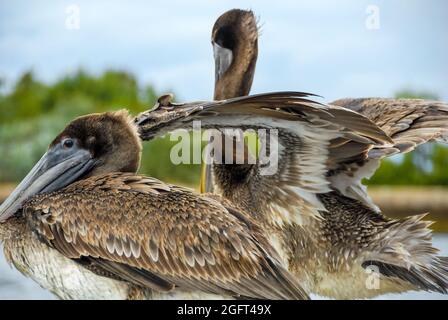 Braune Pelikane (Pelecanus occidentalis) im Südosten Floridas entlang des Boynton Inlet in Palm Beach County, Florida. (USA) Stockfoto