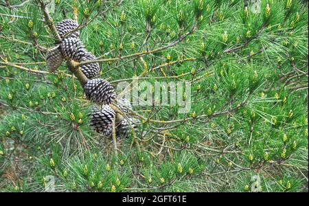 Ein Zweig aus Monterey-Kiefern (Pinus radiata), beladen mit Kegeln im Laub Stockfoto