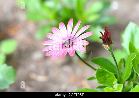 Osteospermum, bekannt als Gänseblümchen oder Afrikanische Gänseblümchen Stockfoto