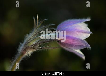 Im Frühling blüht der Krokus der Klümchen. Anemone patiniert Stockfoto