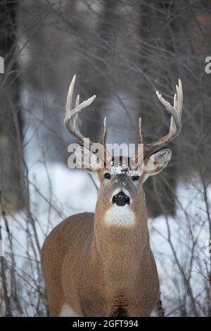 Weißschwanz-Hirschbock mit Schnee auf seinem Gesicht im Winter (Odocoileus virginianus) Stockfoto