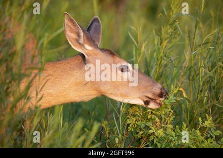 Weißwedelhirsch, das im Sommer wilde Rosenblätter isst, aus der Nähe von Odocoileus virginianus Stockfoto