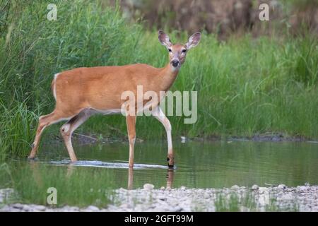 Im Sommer wandern Weißschwanzhirsche über einen Bach. Odocoileus virginianus Stockfoto