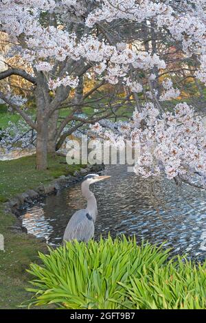 Great Blue Heron neben einem Teich unter einem blühenden Kirschbaum im Frühjahr im Beacon Hill Park, Victoria, Kanada. Ardea herodias Stockfoto