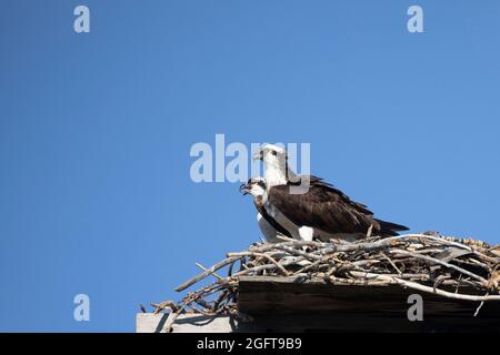 Übergeordnetes Fischadler (vorne) und Jungvogel auf dem Nest. Stockfoto