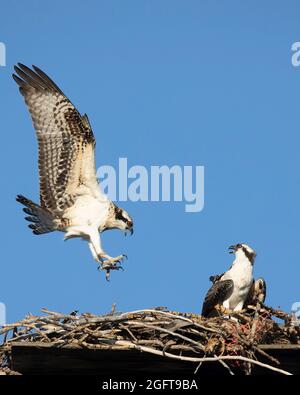 Der junge Fischadler landete nach einem kurzen Übungsflug auf seiner Nestplattform. Pandion haliaetus Stockfoto