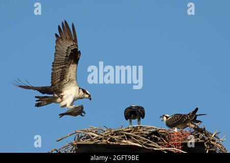 Ausgewachsener Fischadler, der mit Fischen in Krallen ins Nest fliegt, um seine jungen Jungvögel zu füttern. Pandion haliaetus Stockfoto