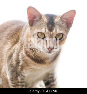 Katze schaut auf die Kamera. Felis catus ist eine heimische Art von kleinen fleischfressenden Säugetieren. Stockfoto