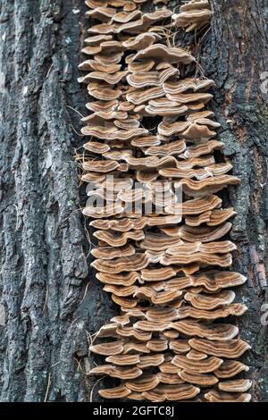 Ein Baumstamm mit einer ausgeprägten Struktur aus Rinde, bedeckt mit Flechten und Pilzen, Trametes versicolor oder putenschwanz - ein polyporer Pilz. Alter Baum in einer fo Stockfoto