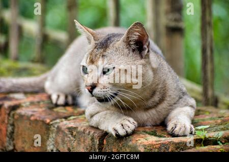 Katze schaut nach draußen. Felis catus ist eine heimische Art von kleinen fleischfressenden Säugetieren. Stockfoto
