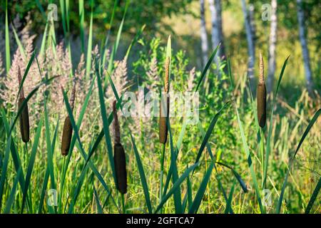 Eine Gruppe von Rohrkrümelpflanzen, oder Typha, zwischen üppiger Vegetation und hohen Grasblättern am Waldsumpf. Selektiver Fokus auf den Vordergrund, unscharfe Bäume i Stockfoto