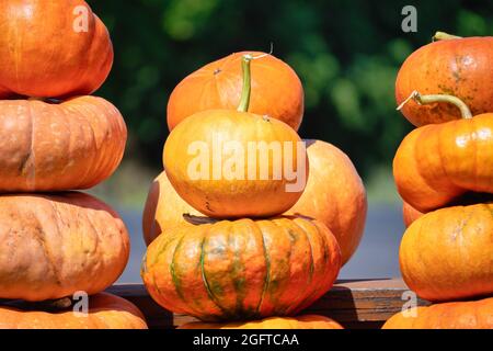 Eine Gruppe von übereinander gestapelten Kürbissen, die auf einem Holzbrett angeordnet sind. Leuchtend orange Farben von reifen Gemüse. Halloween-Feier, Stockfoto