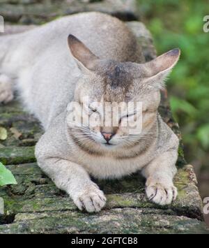 Schlafpositionen der Katze. Felis catus ist eine heimische Art von kleinen fleischfressenden Säugetieren. Stockfoto