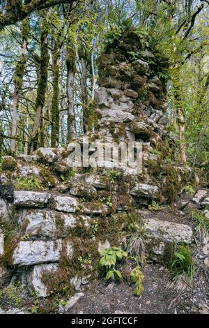 Die Überreste der alten Burgsteinmauer, bedeckt mit üppigem Moos. Der Eibe und Boxwood Grove National Preserve Park in Russland, Sotschi, Khosta Microd Stockfoto