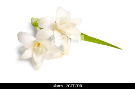 Agave amica, früher Polianthes tuberosa oder tuberose. Isoliert auf weißem Hintergrund. Vollständige Feldunterabteilung. Stockfoto