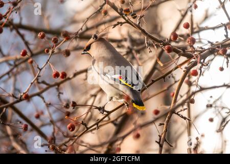 Böhmisches Wachskerz, lateinischer Name Bombycilla garrulus, das im Herbst- oder Wintertag auf dem Ast sitzt. Der Wachsflügel, ein schöner getuftete Vogel, sitzt auf einem Schellenkerling Stockfoto