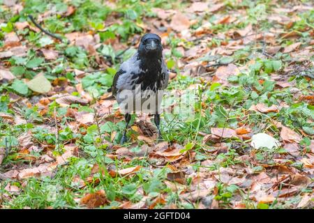 In einem Herbstpark steht eine grau-schwarze Krähe auf dem Boden. Wildes Tier. Herbstwald. Stockfoto