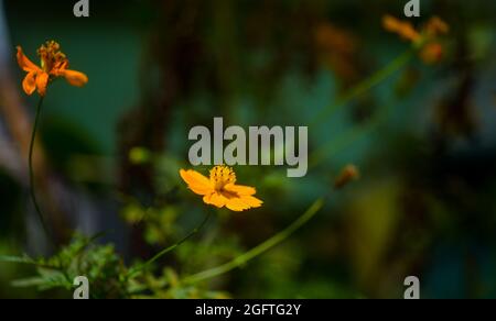 Blühende Blume Unter Der Sonne Stockfoto