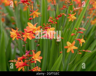 Bunte orange und gelbe Crocosmia blüht in einem Garten Stockfoto