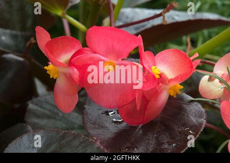 Sydney Australien, Nahaufnahme von roten wachsartigen Begonia-Blumen an einem sonnigen Tag Stockfoto