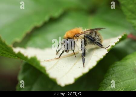 Eine Gemeine Carder Bumblebee, Bombus pascuorum, die auf einem Blatt ruht. Stockfoto