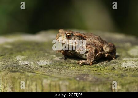 Ein niedliches kleines Baby Common Kröte, Bufo Bufo, Jagd nach Nahrung am Rande des Waldes. Stockfoto
