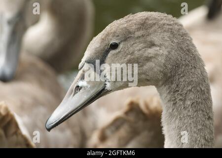 Ein Kopf eines Jugendlichen Höckerschwan Cygnus olor. Stockfoto