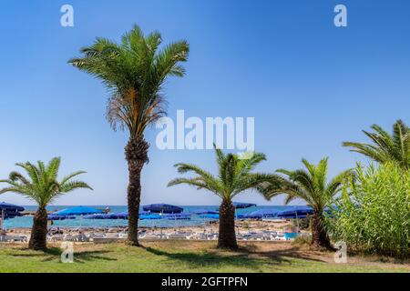 Palmen am tropischen Strand in Ayia Napa, Zypern. Stockfoto