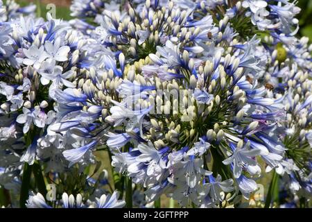 Sydney Australien, teilweise offene weiße Blumenkugel einer Agapanthus oder Lilie des Nils Stockfoto