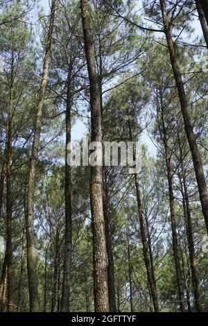 Drei Mädchen schießen von hinten in Pinus Penger, Yogyakarta Stockfoto