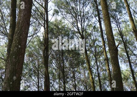 Drei Mädchen schießen von hinten in Pinus Penger, Yogyakarta Stockfoto