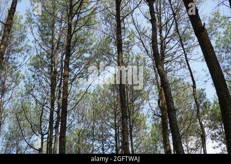 Drei Mädchen schießen von hinten in Pinus Penger, Yogyakarta Stockfoto