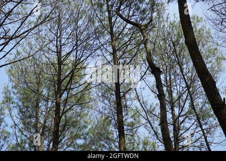 Drei Mädchen schießen von hinten in Pinus Penger, Yogyakarta Stockfoto