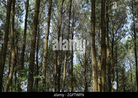 Drei Mädchen schießen von hinten in Pinus Penger, Yogyakarta Stockfoto