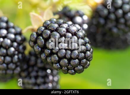 Natürliche frische Brombeeren im Garten. Bund der reifen Brombeerfrucht - Rubus fruticosus - auf dem Zweig der Pflanze mit den grünen Blättern auf dem Bauernhof. Bio-Bauernhof Stockfoto