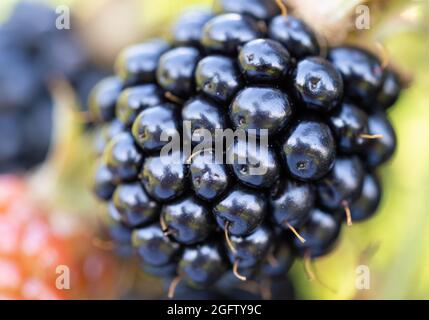 Natürliche, frische Brombeeren im Garten. Bund von reifen und unreifen Brombeerfrüchten - Rubus fruticosus - auf Zweig der Pflanze mit grünen Blättern auf dem Bauernhof. O Stockfoto