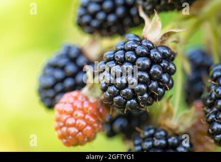 Natürliche, frische Brombeeren im Garten. Bund von reifen und unreifen Brombeerfrüchten - Rubus fruticosus - auf Zweig der Pflanze mit grünen Blättern auf dem Bauernhof. O Stockfoto