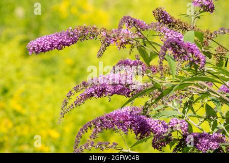 Buddleja Buschgarten Buddleja davidii Sommerlilac Stockfoto