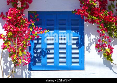 Ein typisches Haus im traditionellen Dorf Megalochori in Santorini, Griechenland mit weißen Wänden, blauen Türen und Fenstern und Bougainvillea-Blumen. Stockfoto