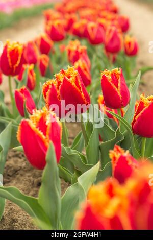 Einzigartige rote und gelbe Fabio Tulpen mit Fransen. Feld von blühenden Tulpen im Freien Stockfoto